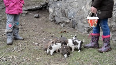 'Minik Yürekler' Yavru Köpekleri Sahiplendi