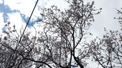 Siirt'te Badem Ağaçları Çiçek Açtı