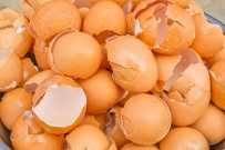YUMURTA KABUĞU - Yumurta Zarı Eklem Ağrılarını Azaltıyor
