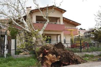 Asırlık Ağaç Evin Çatısına Devrildi