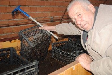 Aydın'da Solucan Çiftliği