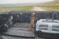 Cizre'de Bulunan Türkiye'nin En Büyük Sürüngeni Özgürlüğüne Kavuştu