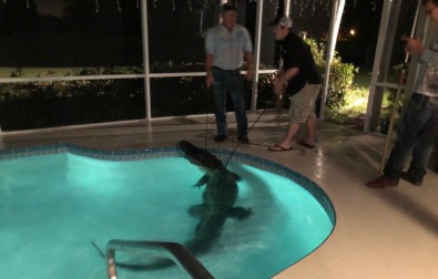 Florida'da Havuzda Timsah Bulundu