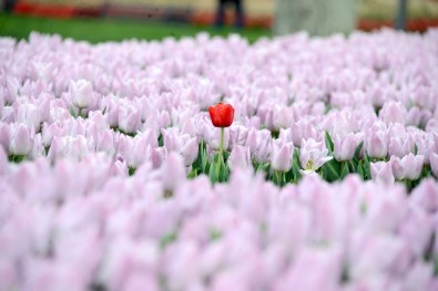 'Lale Mevsimi' Başladı