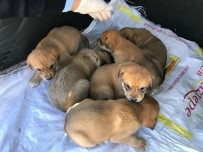YAVRU KÖPEKLER - Yavru Köpekleri Çuvalın İçine Koyup Ölüme Terk Ettiler