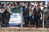 İSMAIL YıLDıRıM - 6 Bin Balık Daha İzmit Körfezi İle Buluşturuldu