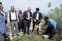MAHMUT YıLMAZ - Erdemli'de 10 Bin Yabani Zeytin Aşılandı