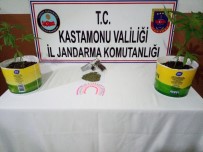 SULUCA - Kastamonu'da Ev İçerisine Kurdukları Serada Uyuşturucu Yetiştirdiler