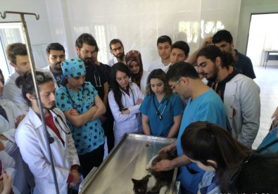 Öğrenciler Uygulamalı Eğitimlerini Osmaniye Belediyesi Hayvan Barınağı'nda Yapıyor