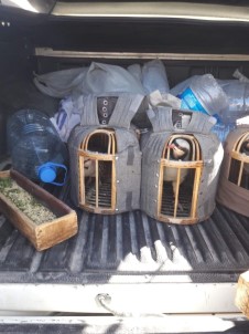 Van'da Keklik Avcılarına Ceza