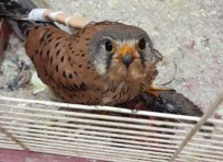 VAN YÜZÜNCÜ YıL ÜNIVERSITESI - Yaralı Kerkenez Tedavi Altına Alındı