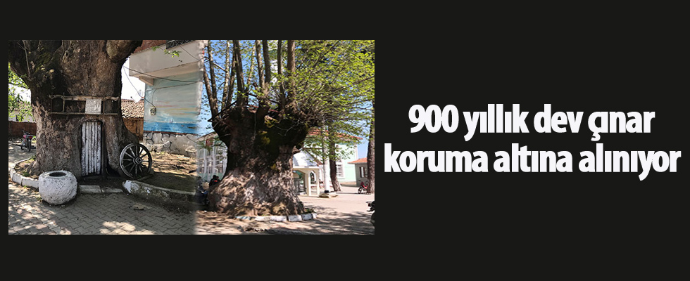 900 yıllık dev çınar koruma altına alınıyor