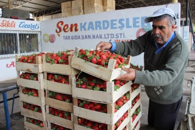 Aydın'da Yaz Çileği Hasadı Başladı
