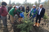 Bolu'da, Yanan 250 Hektarlık Alan Tekrar Yeşillendirildi Haberi