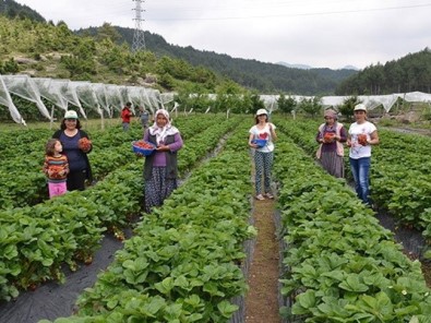 Bursa'da Çiftçiye 3 Milyon Adet Çilek Fidesi