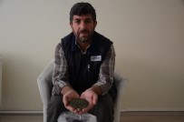 MANGAN - Çok fazla bilinmeyen şifa deposu bitki