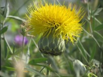 Dünyada Sadece Kuşadası'nda Yetişiyor, Korunması İçin Seferberlik İlan Edildi
