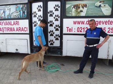 Hisarcık'ta Sokak Köpekleri Kısırlaştırılıyor