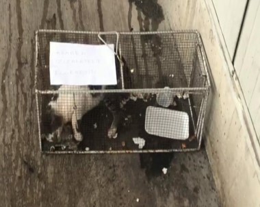 Kediye Kafes Cezası !