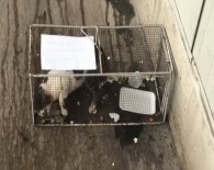 ORTAKENT - Kediye Kafes Cezası !