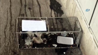 Muğla'da Sucuk Çalan Kedinin Kafeste Hapsedildiği İddiası