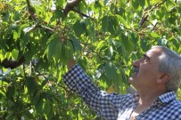 Kiraz Dallarda Göründü, Tezgah İçin Gün Sayıyor