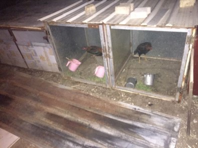 Özel Platformda Horoz Dövüşü