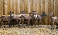 ORMAN VE SU İŞLERİ BAKANI - Üretim Merkezlerinde Yetiştirilen Kızıl Geyikler Ülkenin Dört Bir Tarafına Naklediliyor