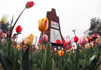 LALE SOĞANI - Van'da Lale Zamanı