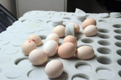 Atatürk Havalimanı'nda 802 Adet Ejderha Tavuğu Yumurtası Ele Geçirildi