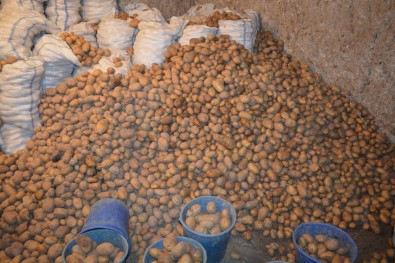 En Yüksek Yeterlilik Derecesi Tahıllar Grubunda Patateste