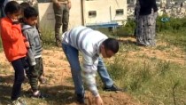 ASKERİ KIŞLA - Filistinli Gençler İsrail İşgalindeki Topraklara Zeytin Ağaçları Dikti