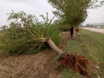 KUYULUK - Fırtına Adana'da Ağaçları Kökünden Söktü