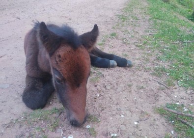 Hayvanseverler, Annesinin Terk Ettiği Yabani Yavru Ata Sahip Çıktı