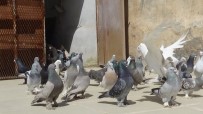 KANGAL KÖPEĞİ - Tarihi Kentin Semalarını Güvercinler Renklendirecek