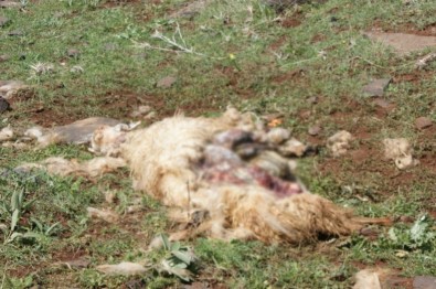 Başıboş Köpekler Koyun Sürüsüne Saldırdı
