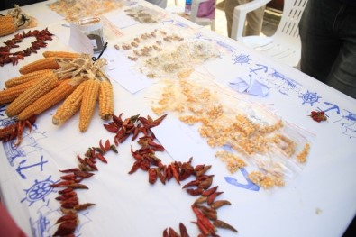 Yüz Binlerce Yerel Tohum Nilüfer'de Takas Edilecek