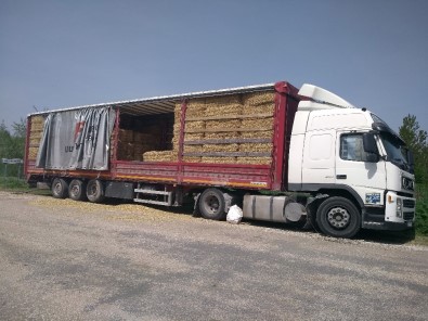 Trakya'nın Samanı Ege'nin Göz Bebeği