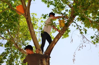 Türk Ve Suriyeli Öğrenciler Kampüsteki Ağaçlara Kuş Yuvaları Yerleştirdi