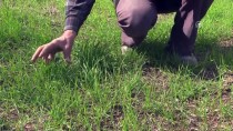 UMUTLU - Buğdayın Atası 'Siyez'de Yüksek Verim Beklentisi
