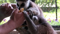 HAYVANAT BAHÇESİ - Lemurlar Hayvan Parkının İlgi Odağı Oldu
