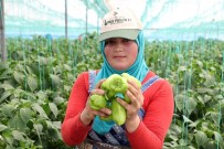 YENITAŞKENT - Mersin'de Çiftçiler, Biber Fiyatlarından Dertli