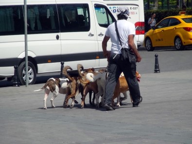 (Özel) Taksim'de Tedbir Almadan Köpekleri Birbirine Bağlayan Vatandaş Pes Dedirtti