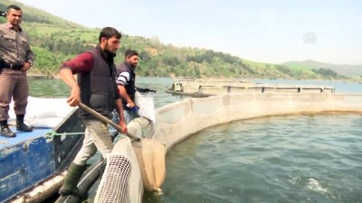 Tezgahlar 'Kültür Balıkları'yla Canlandı