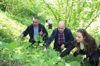 ZÜLKIF DAĞLı - Vali, Belediye Başkanı, Rektör Ve Kadınlar Yaylada Ot Topladı