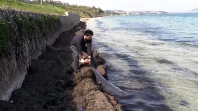 Karadeniz'deki Yunus Ölümleri
