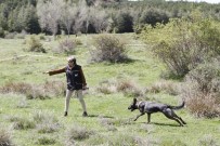 SLOVENYA - Köpekli Arama Timleri Afyonkarahisar'da Yarıştı