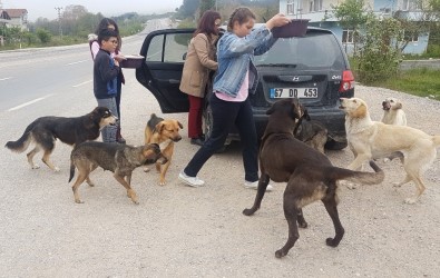Öğrencileri İle Sokak Köpeklerine Sahip Çıktı