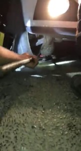 (Özel) Seyir Halindeki Otomobilin Alt Kısmına Sıkışan Kediyi İtfaiye Kurtardı