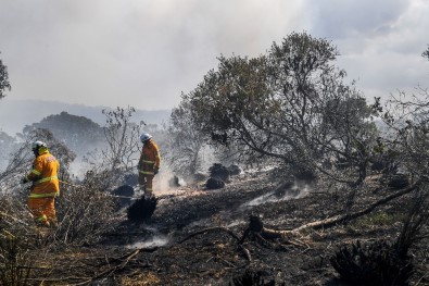 Avustralya'daki orman yangını büyüyor